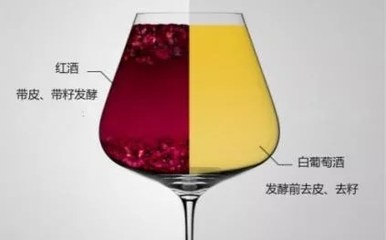 阿聰選酒告訴你是什么讓白、紅葡萄酒變得如此不同
