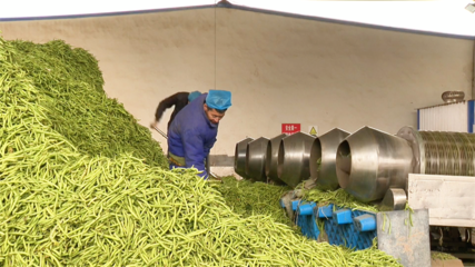 【&ldquo;三抓三促&rdquo;行動(dòng)進(jìn)行時(shí)】高臺:農(nóng)產(chǎn)品深加工 賦能鄉(xiāng)村振興